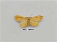 藏品(夜蛾3)的圖片